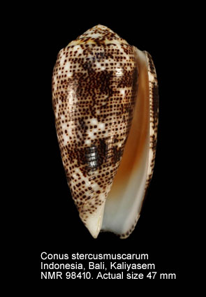 Conus stercusmuscarum (10).jpg - Conus stercusmuscarum Linnaeus,1758